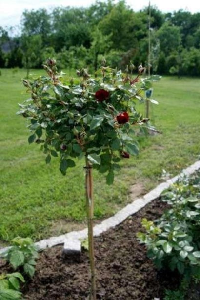 Роза на штамбе Черная Королева – идеальна для декоративных композиций.